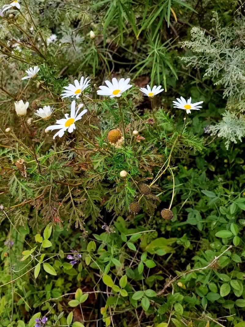 Argyranthemum sundingii photo 3
