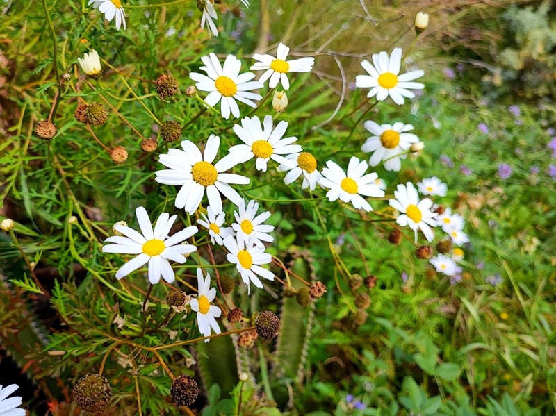 Argyranthemum sundingii photo 4