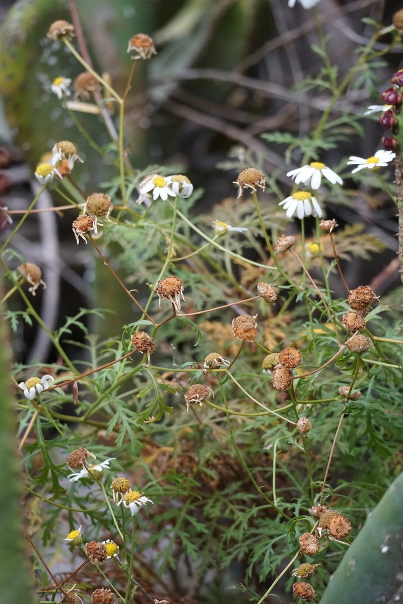 Argyranthemum sundingii photo 5