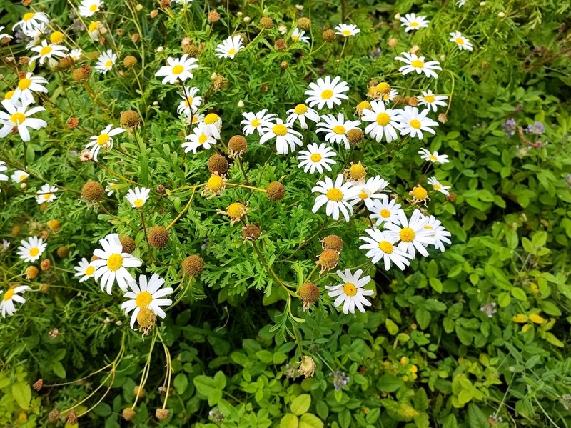 Argyranthemum sundingii photo 6