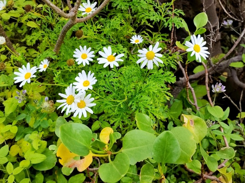 Argyranthemum sundingii photo 7