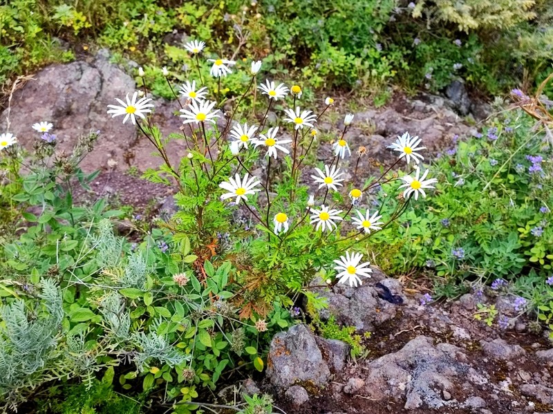 Argyranthemum sundingii photo 8