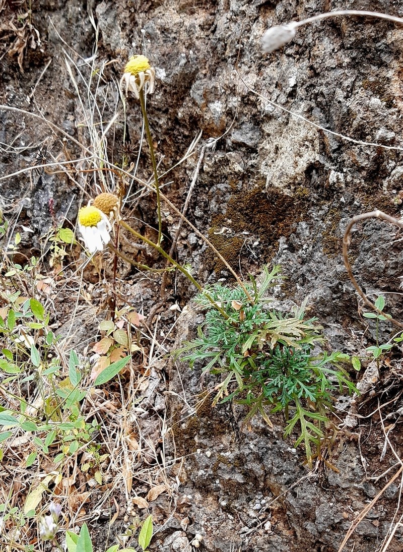 Argyranthemum sundingii