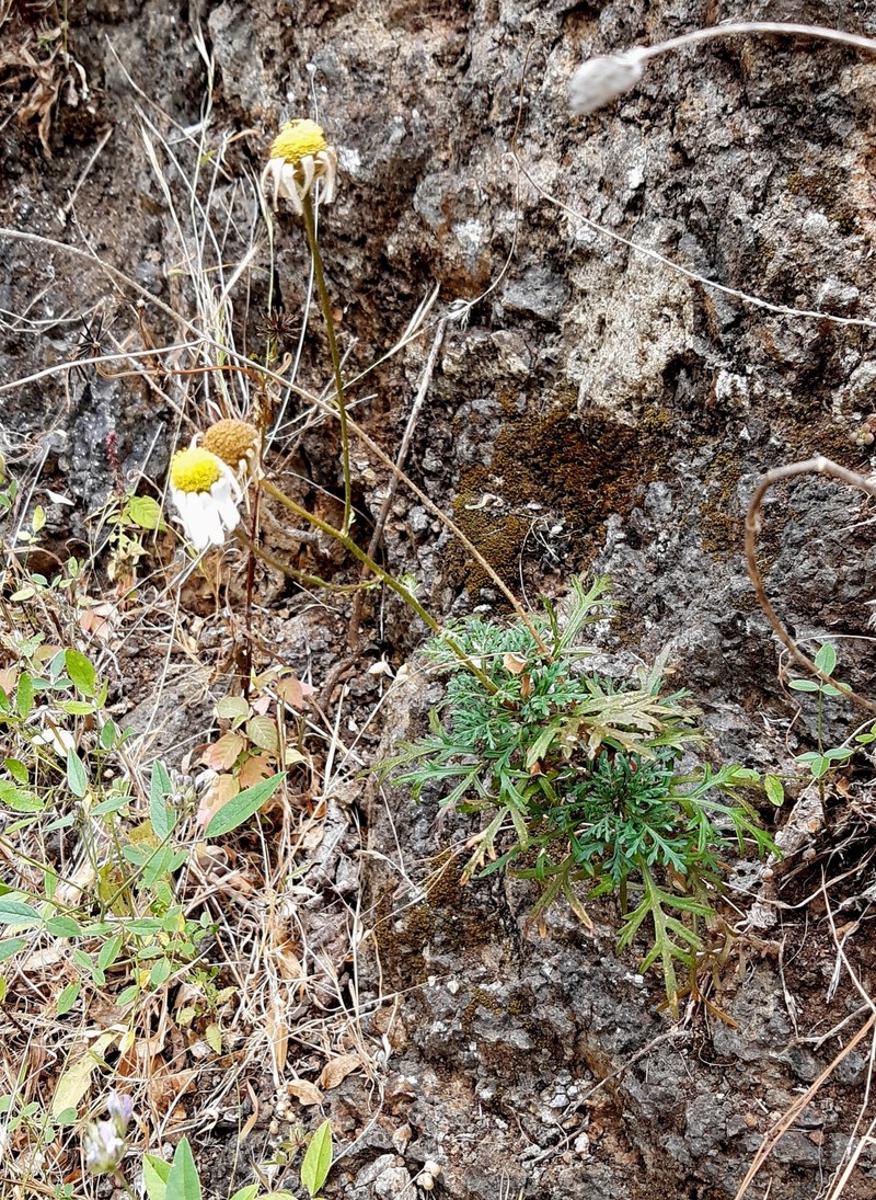Argyranthemum sundingii photo 2