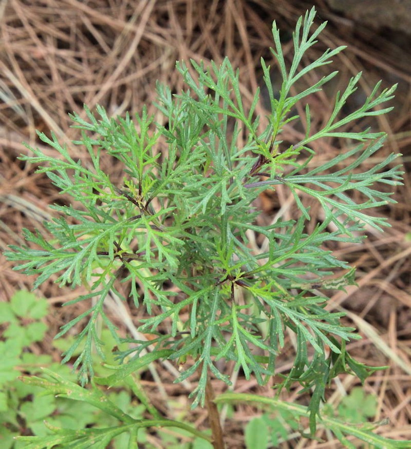 Argyranthemum sventenii photo 2