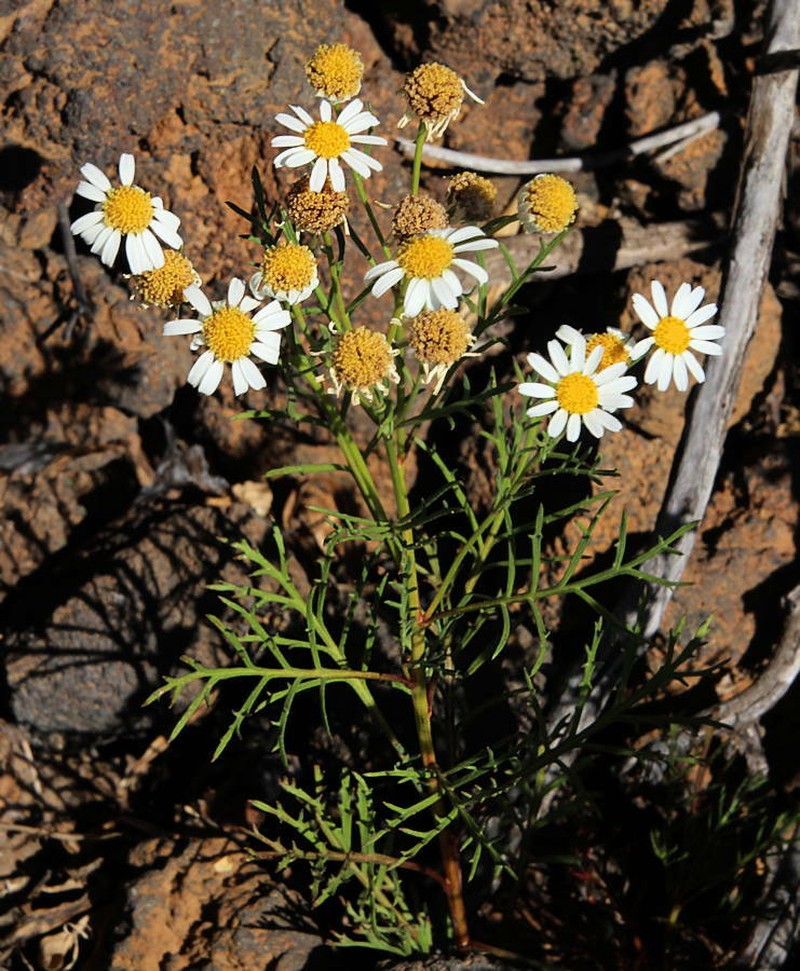 Argyranthemum sventenii photo 4