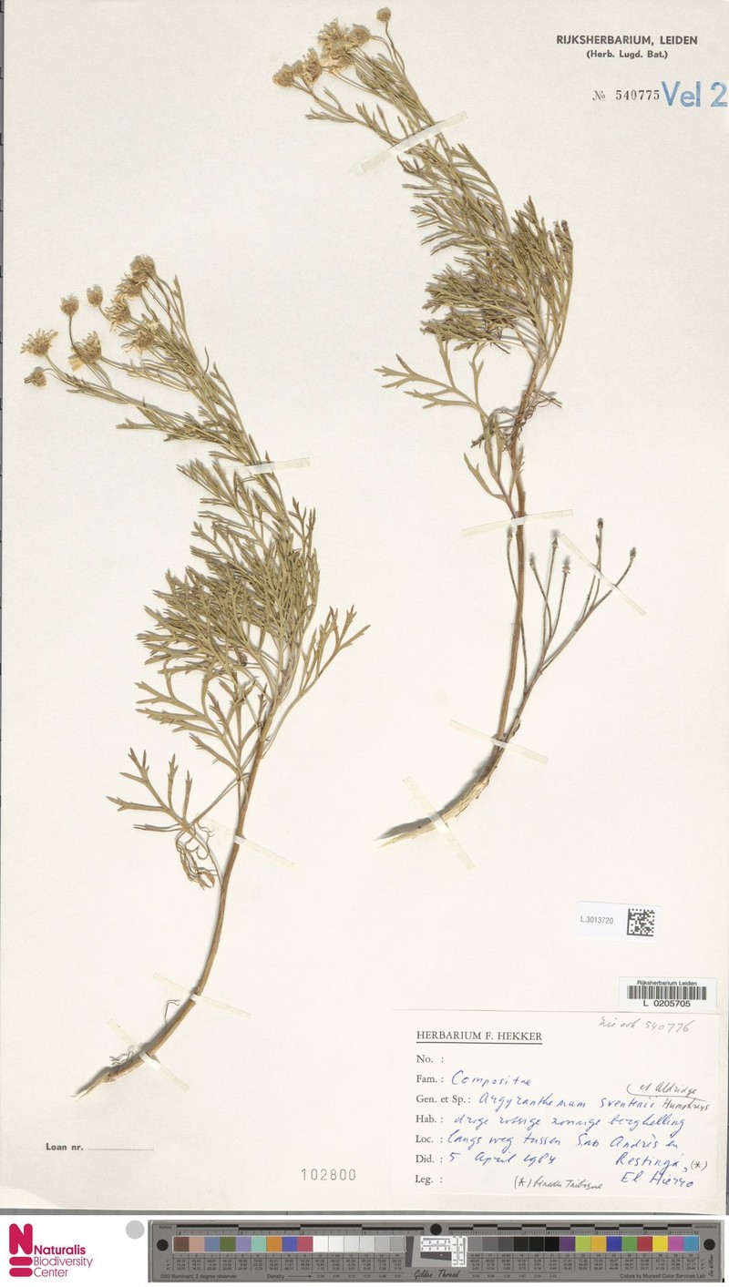 Argyranthemum sventenii photo 5