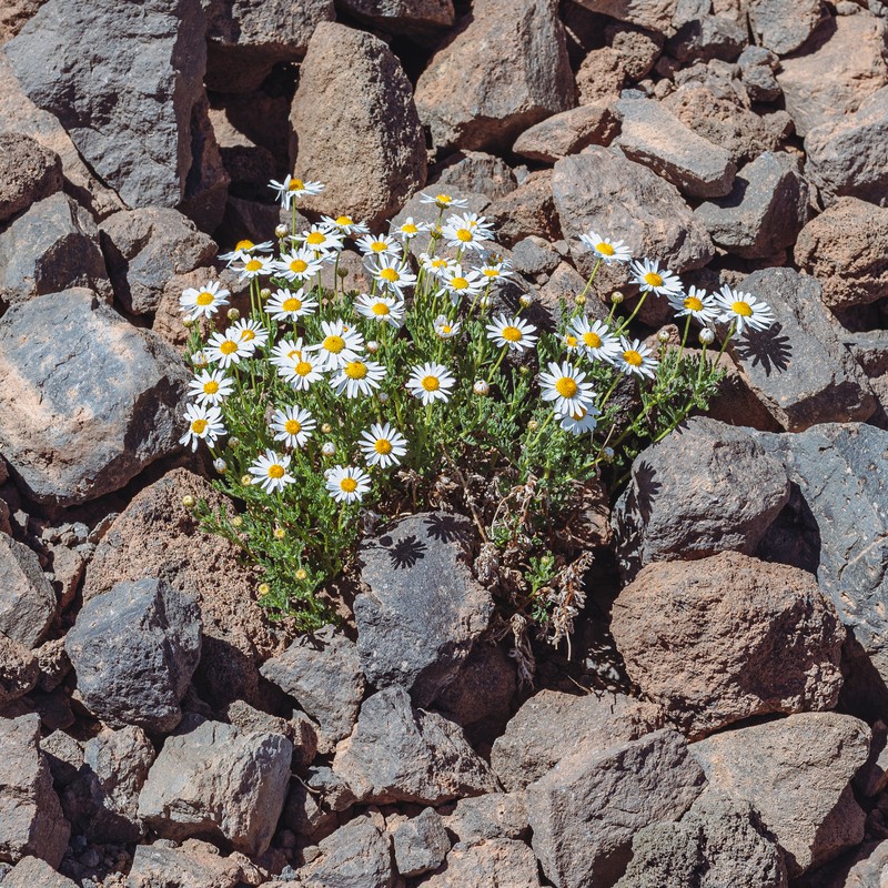 Argyranthemum tenerifae