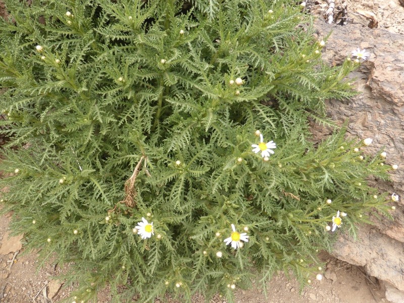 Argyranthemum tenerifae photo 2