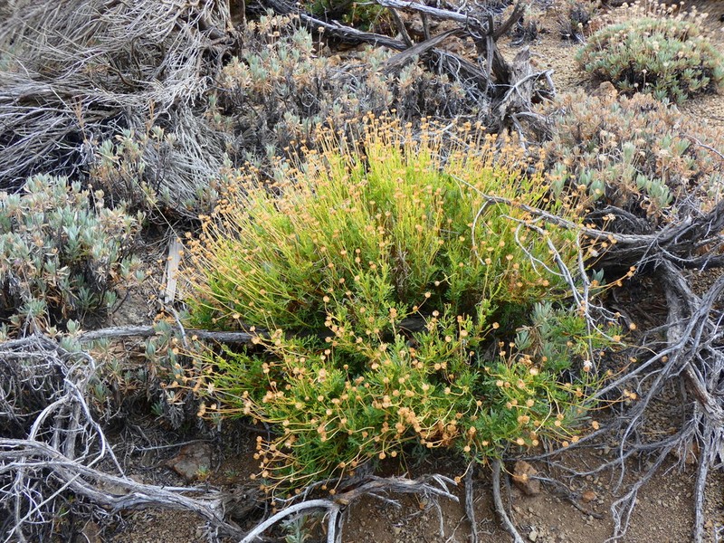 Argyranthemum tenerifae photo 3