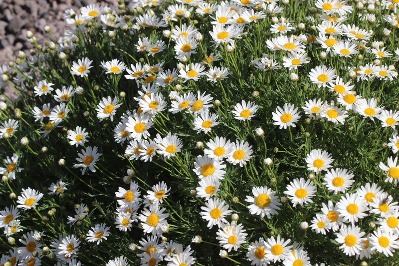 Argyranthemum tenerifae photo 4