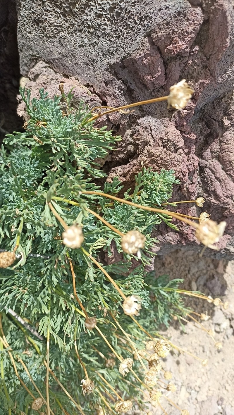 Argyranthemum tenerifae photo 5