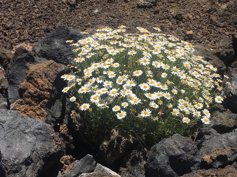 Argyranthemum tenerifae photo 6