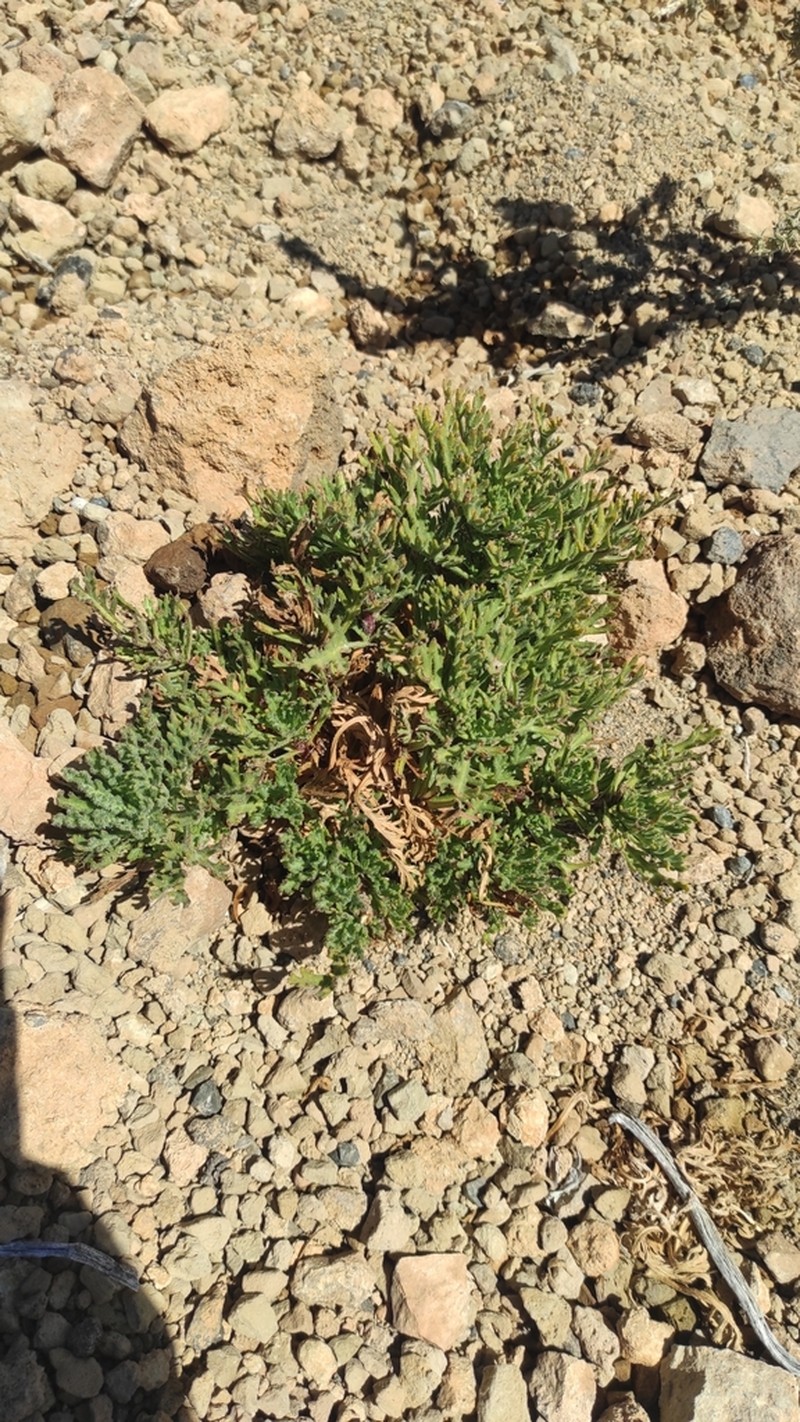 Argyranthemum tenerifae photo 7