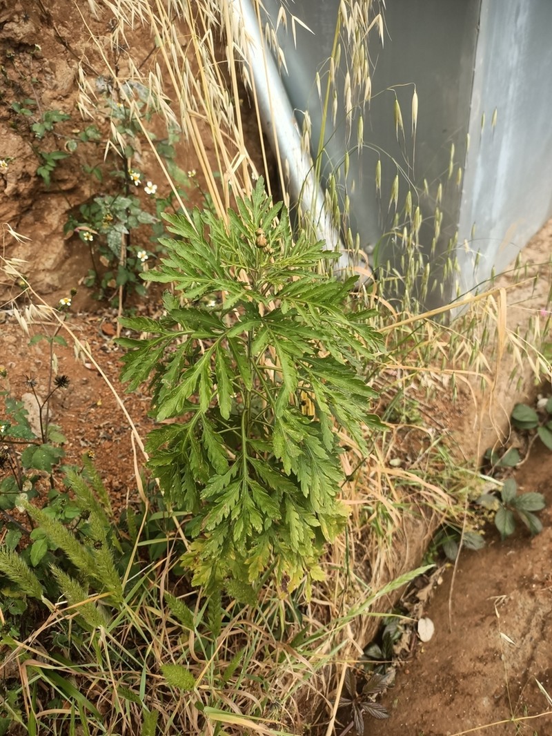 Argyranthemum webbii