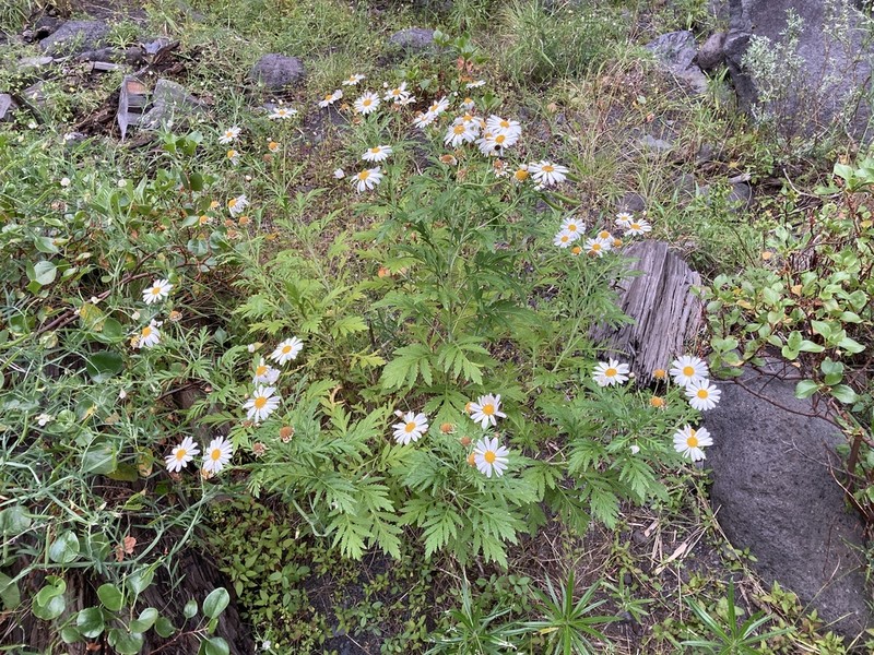 Argyranthemum webbii photo 2