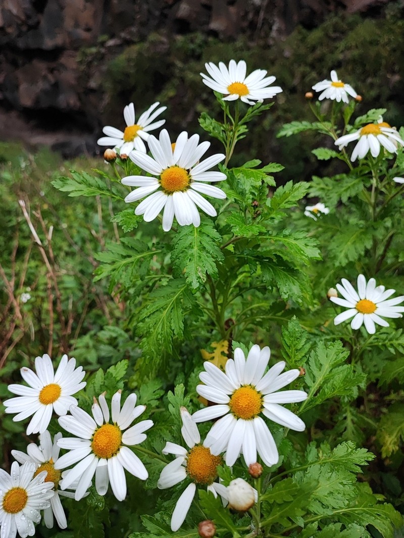 Argyranthemum webbii photo 3