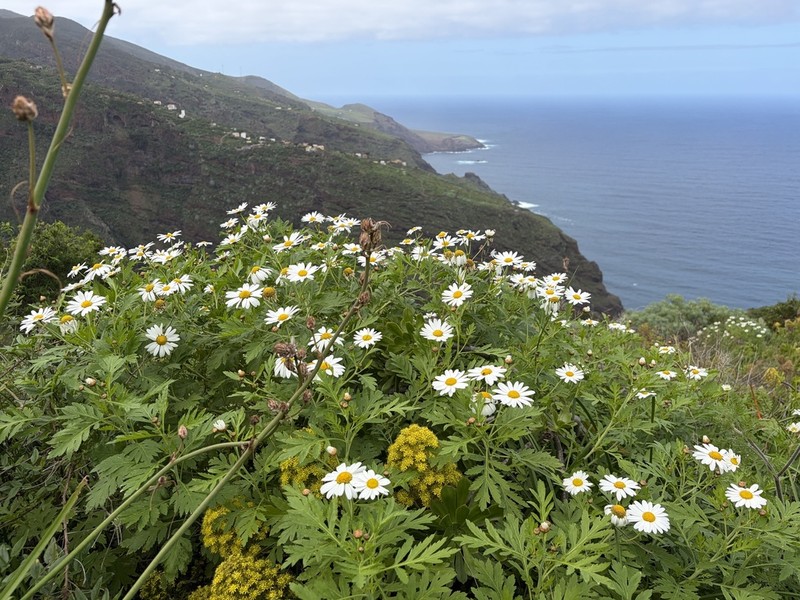 Argyranthemum webbii photo 4