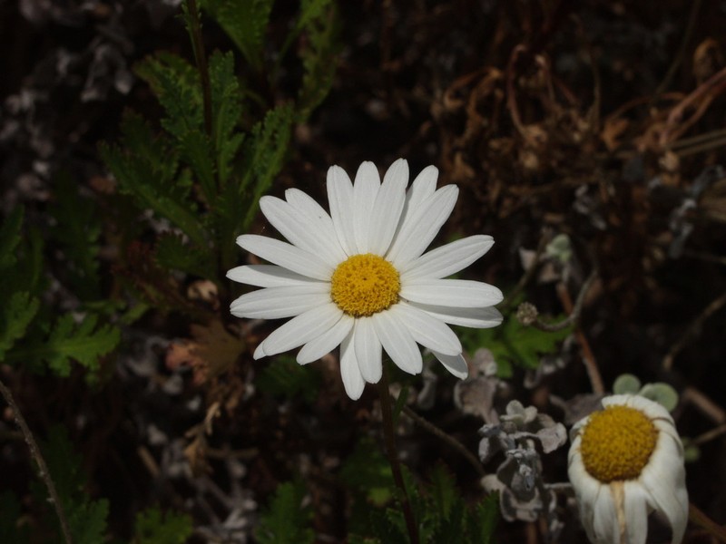 Argyranthemum webbii photo 5