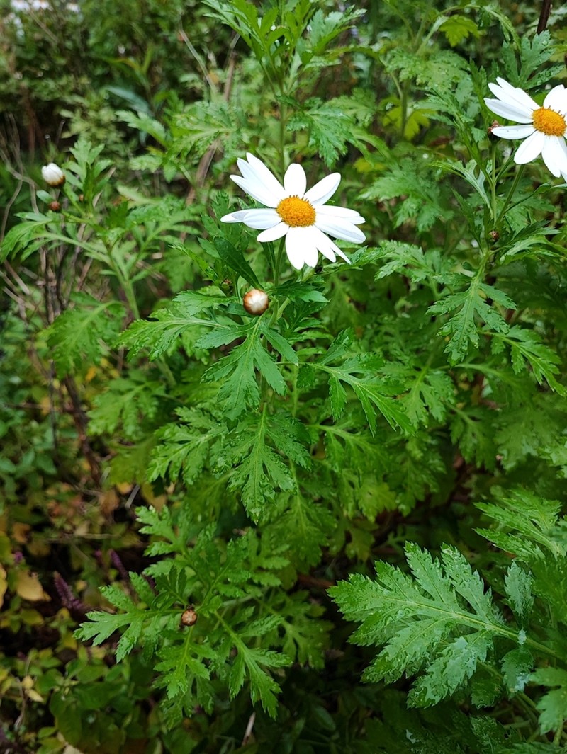 Argyranthemum webbii photo 6