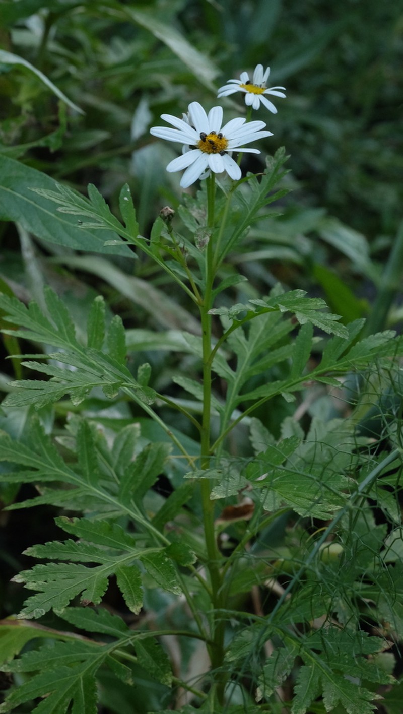 Argyranthemum webbii photo 7