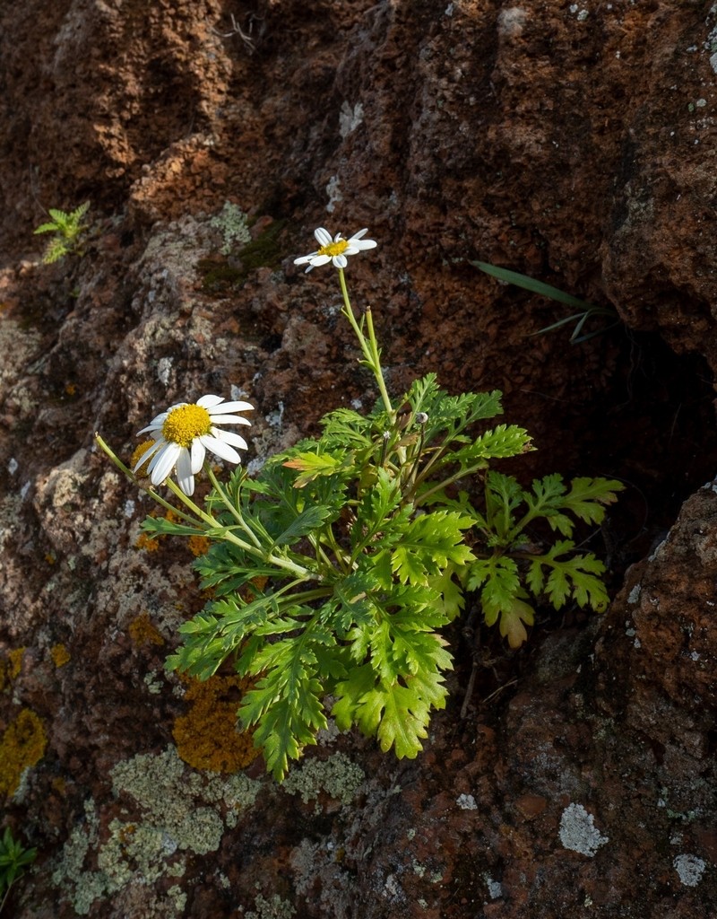 Argyranthemum webbii photo 8