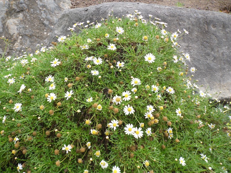 Argyranthemum winteri photo 2