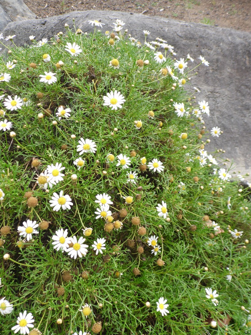 Argyranthemum winteri photo 3