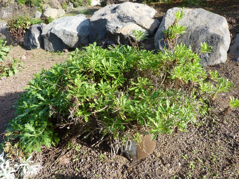 Argyranthemum winteri photo 4