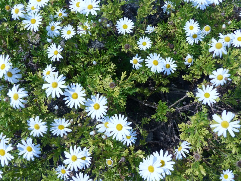 Argyranthemum winteri photo 5