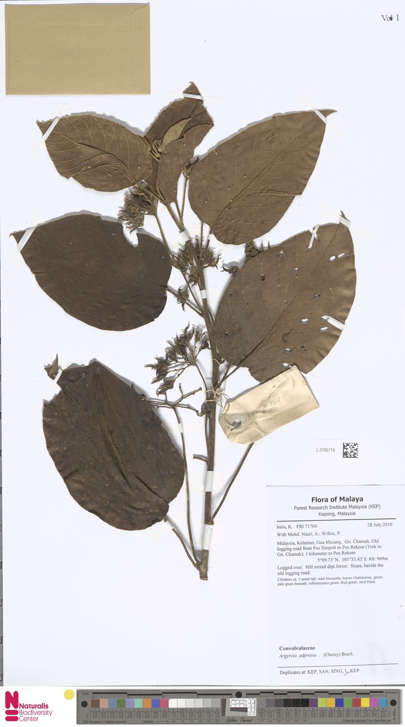 Argyreia adpressa