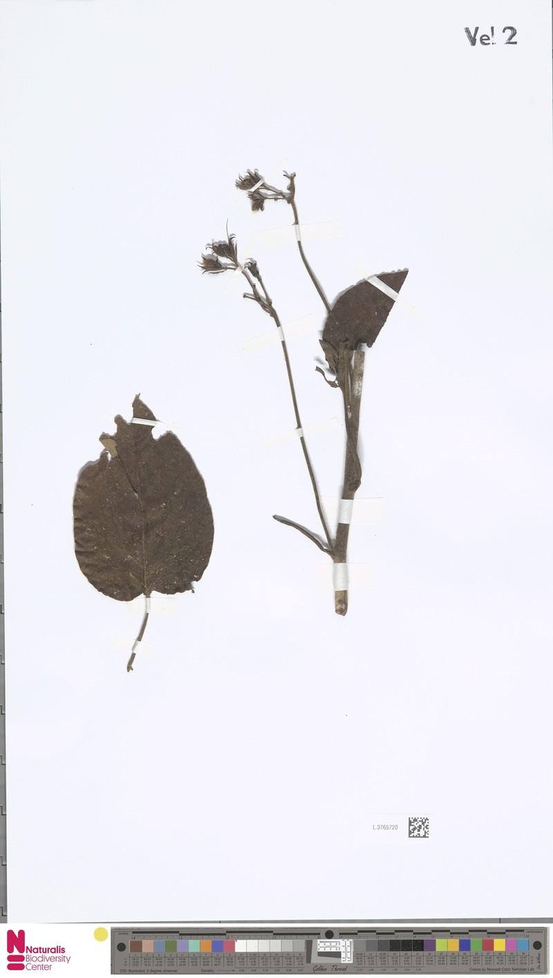 Argyreia adpressa photo 2
