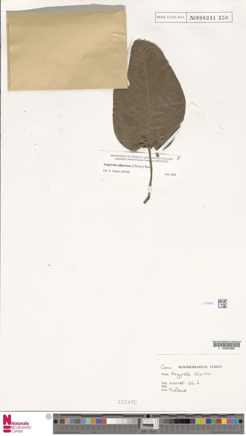 Argyreia adpressa photo 3