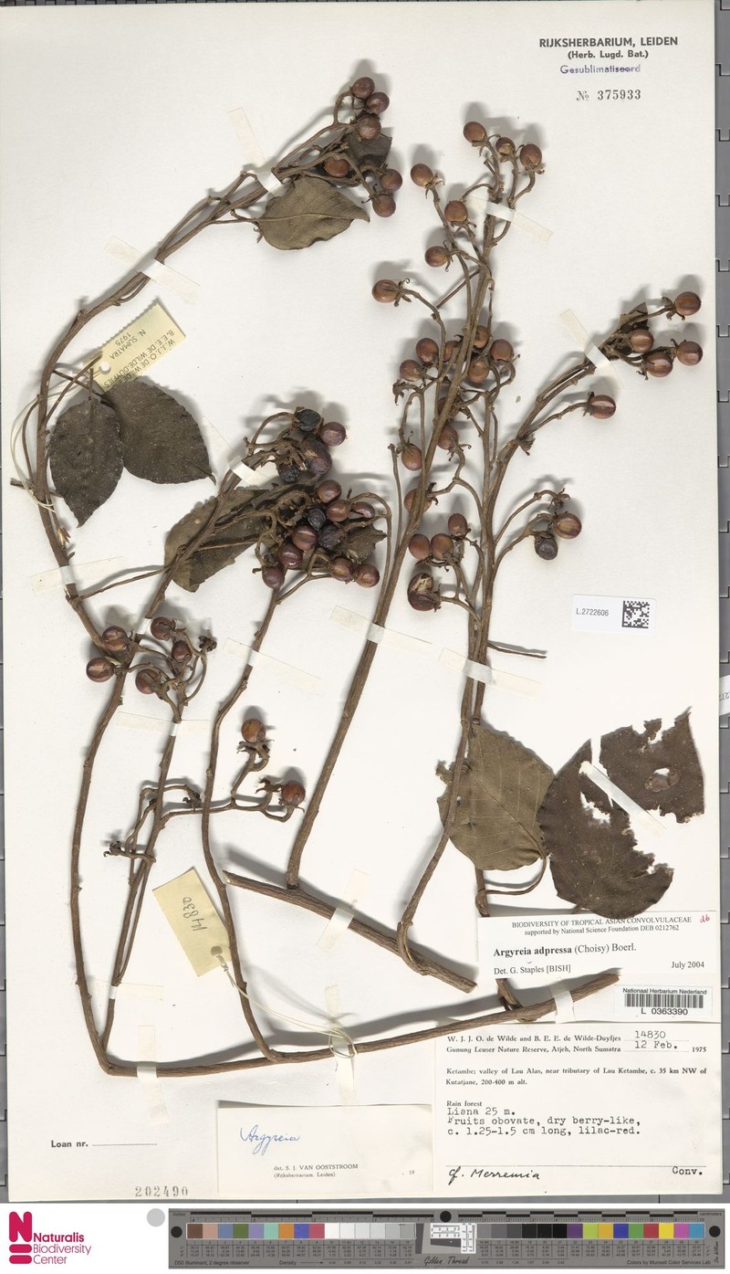 Argyreia adpressa photo 5