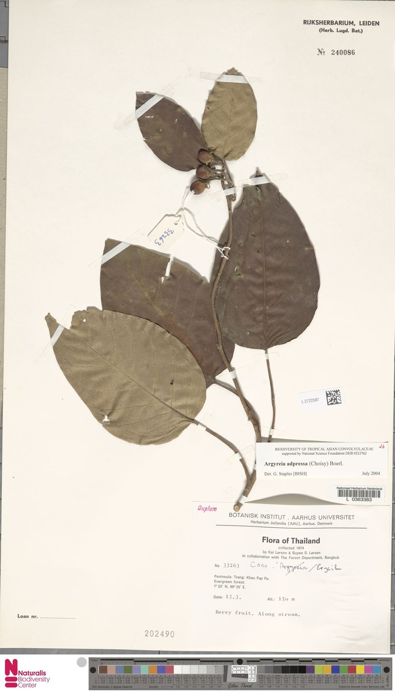 Argyreia adpressa photo 6