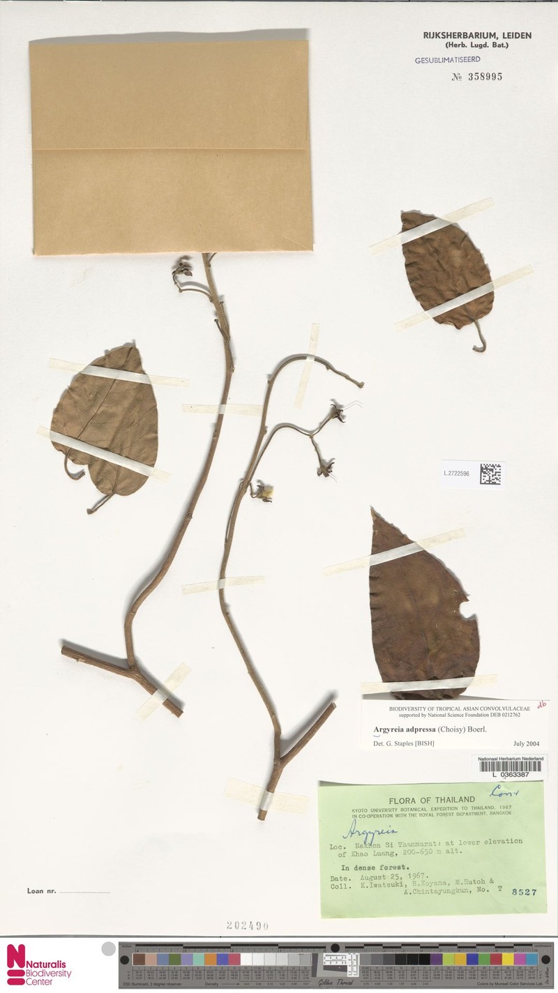 Argyreia adpressa photo 7