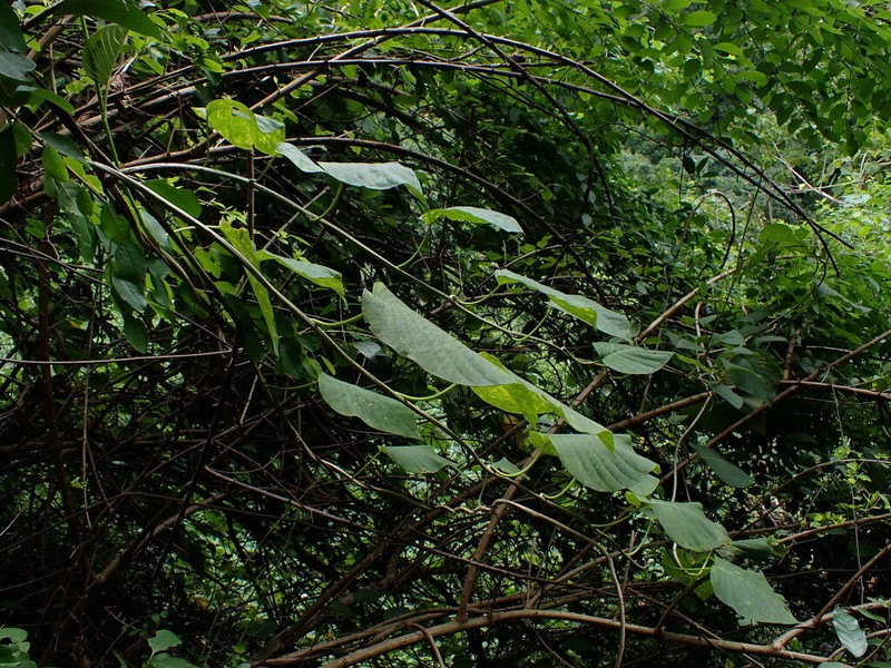 Argyreia akoensis photo 2