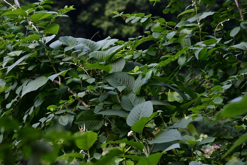 Argyreia akoensis photo 3