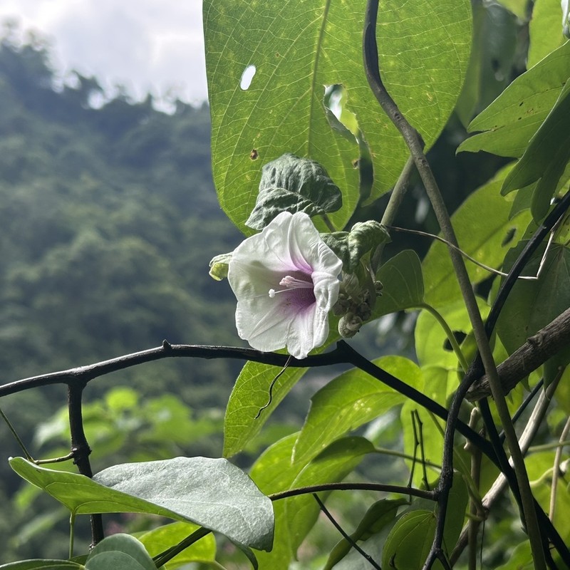 Argyreia akoensis photo 4