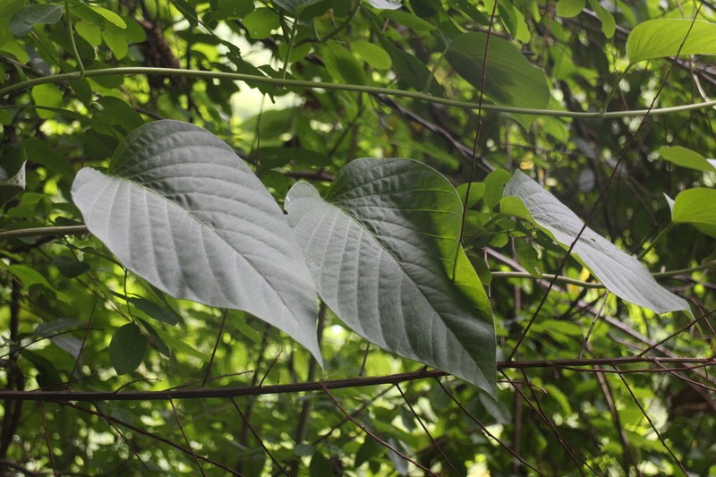 Argyreia akoensis photo 5