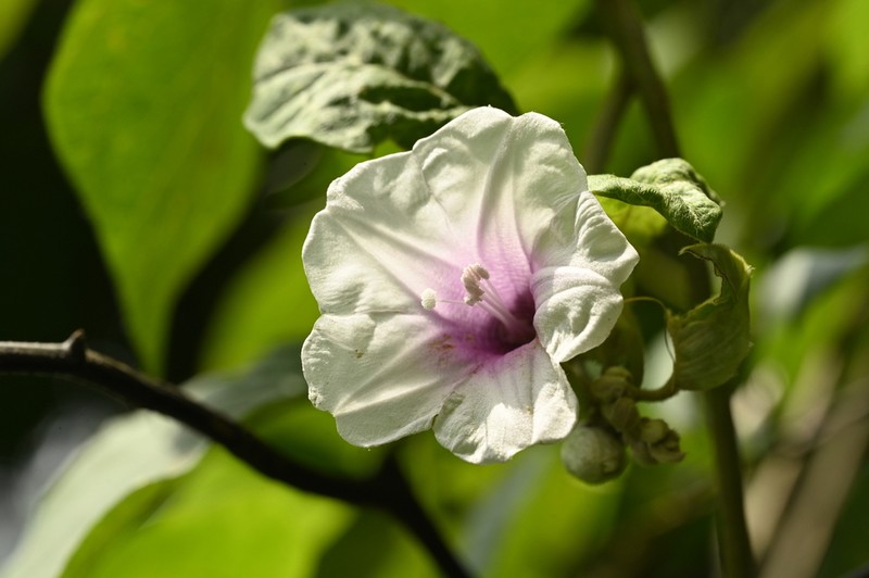 Argyreia akoensis photo 6