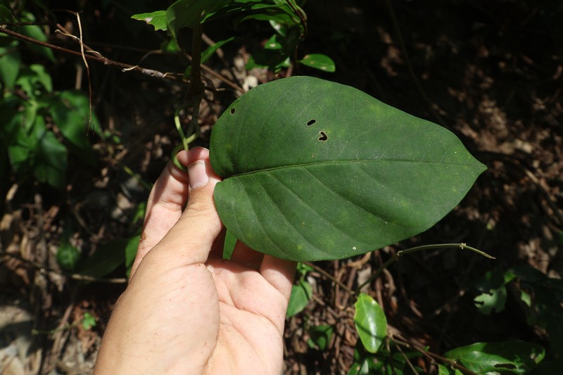 Argyreia akoensis photo 8