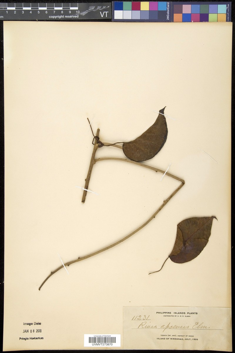 Argyreia apoensis