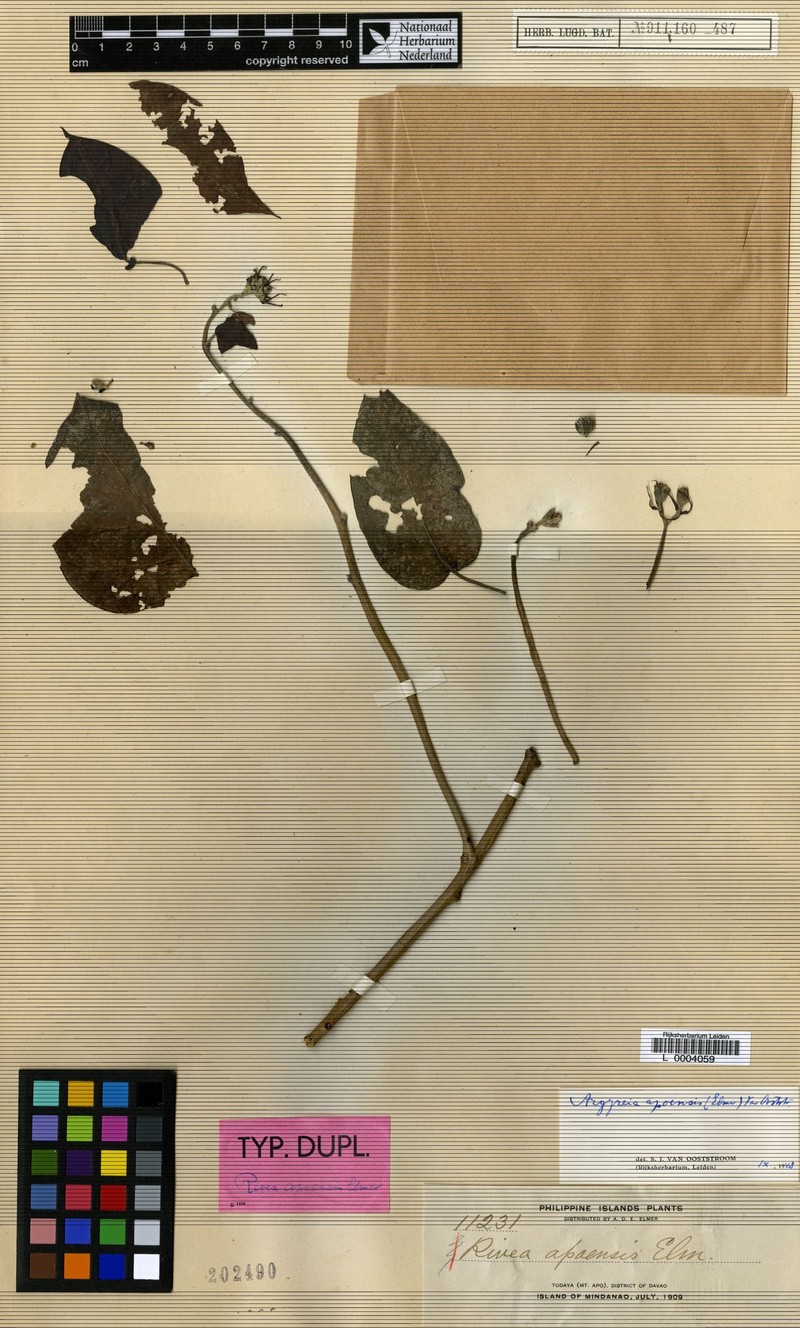 Argyreia apoensis photo 2
