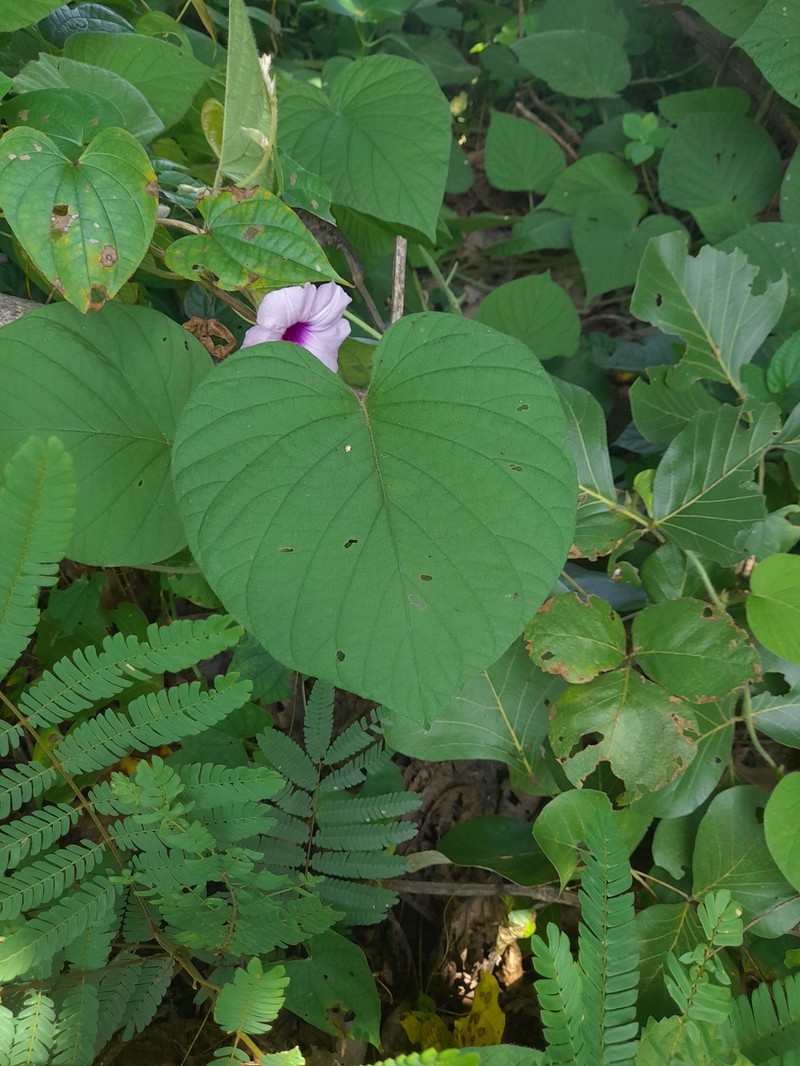 Argyreia arakuensis