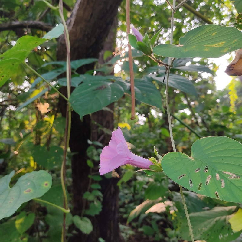 Argyreia arakuensis photo 3