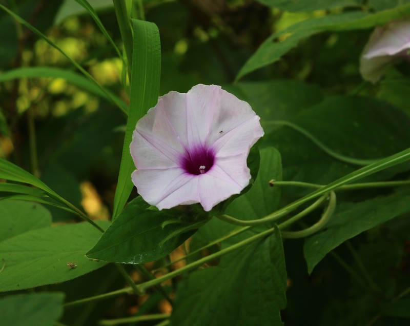 Argyreia arakuensis photo 4
