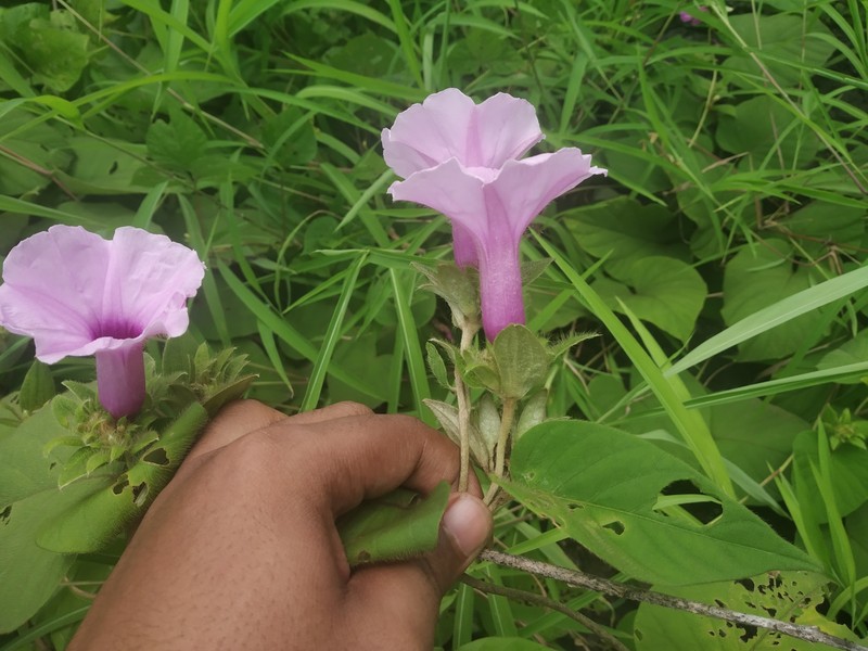 Argyreia arakuensis photo 5
