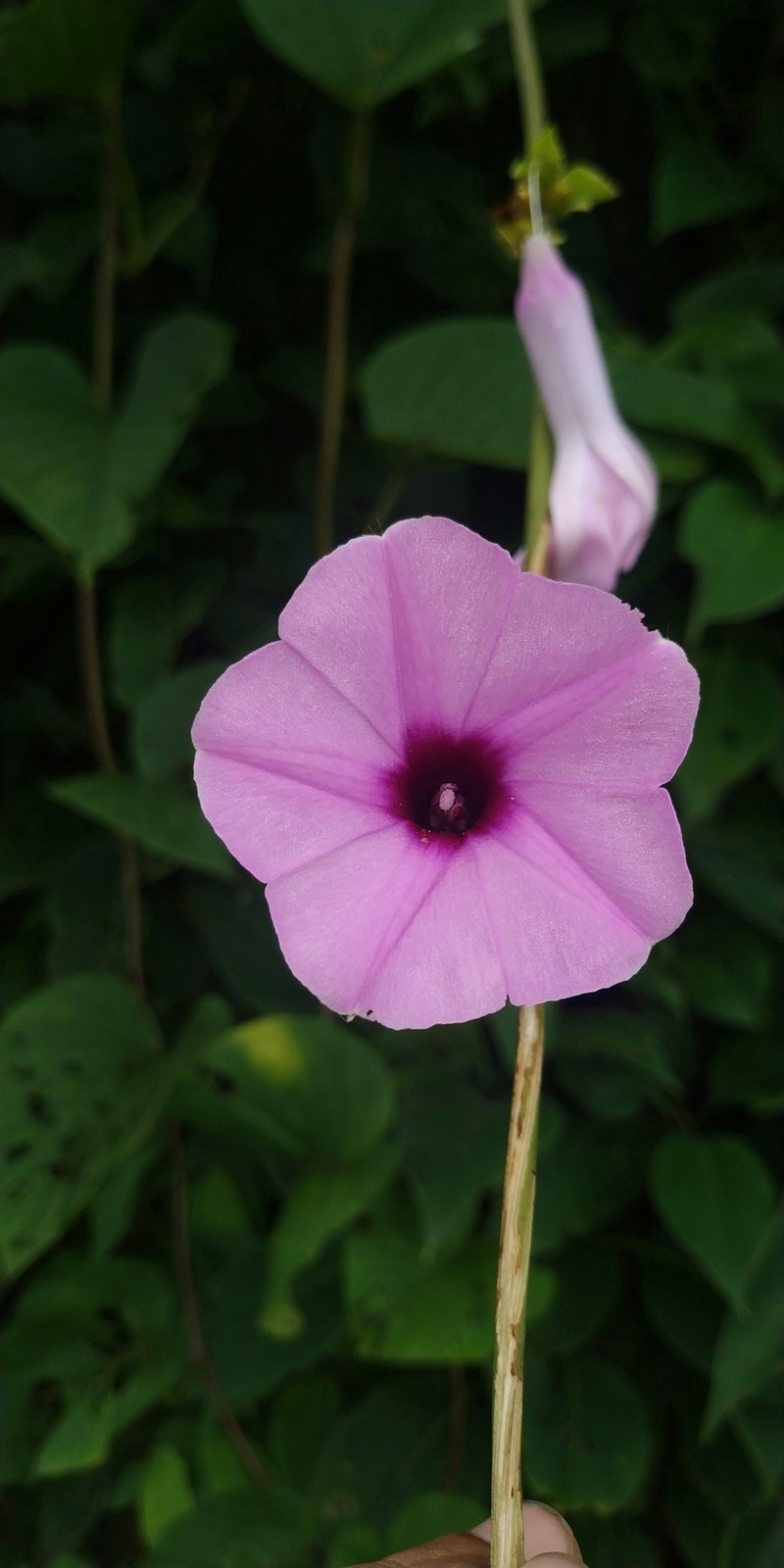 Argyreia arakuensis photo 7