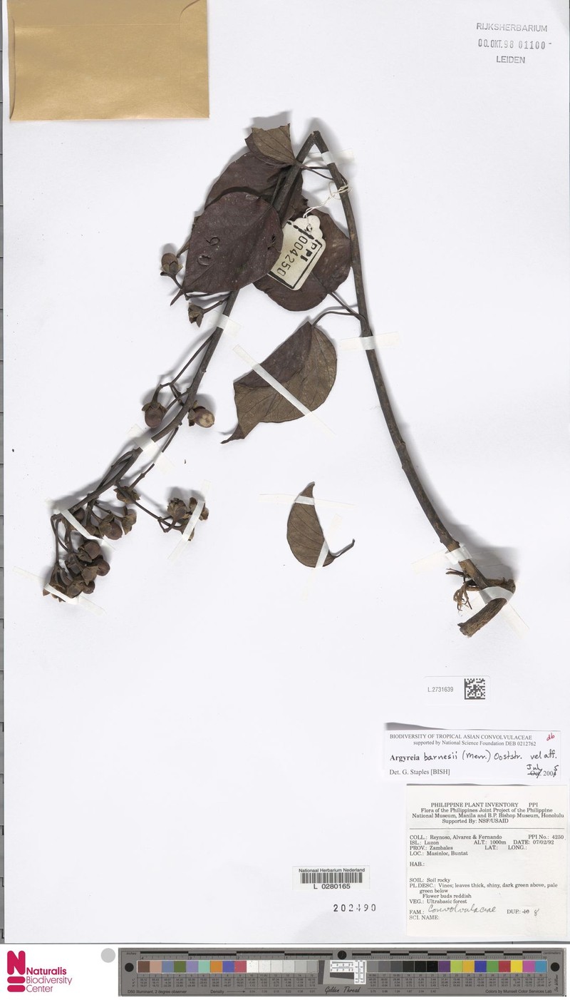 Argyreia barnesii